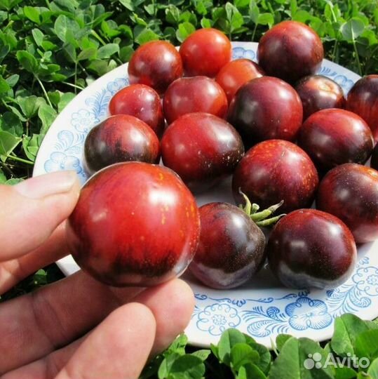 Семена коллекционных томатов