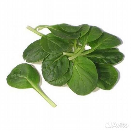 Татсой, китайскся капуста, семена 30 шт