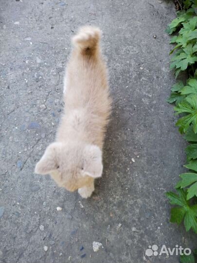 Рыжий котенок мальчик