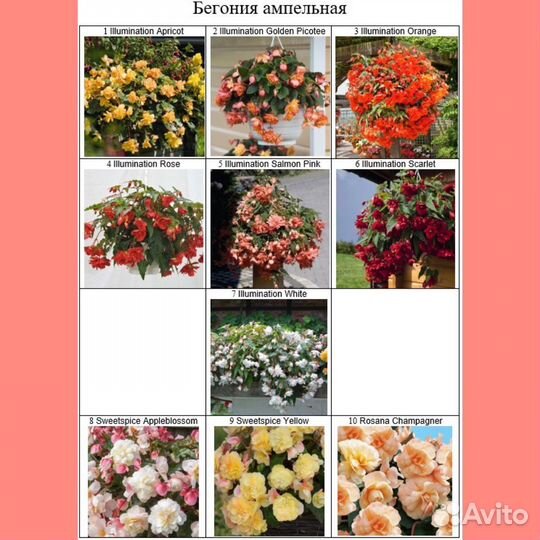 Бегония ампельная в Тюмени