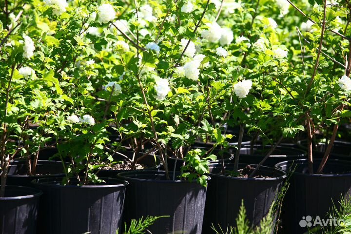 Спирея вангутта