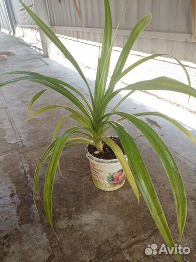 Цветы разные