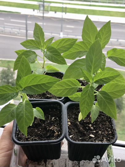 Перец острый Невеста Рассада