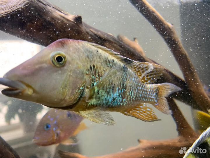 Продам крупных цихлид и аквариум Juwel