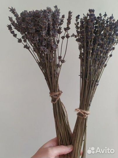 Лаванда сухоцвет 2023