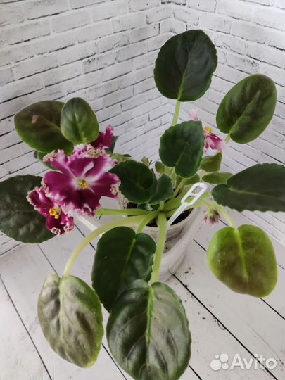 Цветущие фиалки