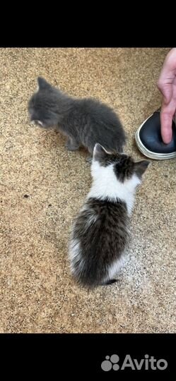 Малышня в добрые руки