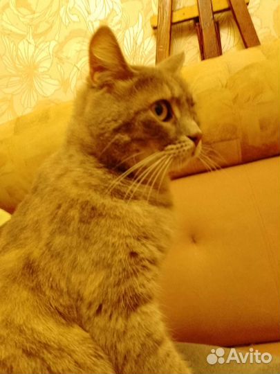 Кошка в дар