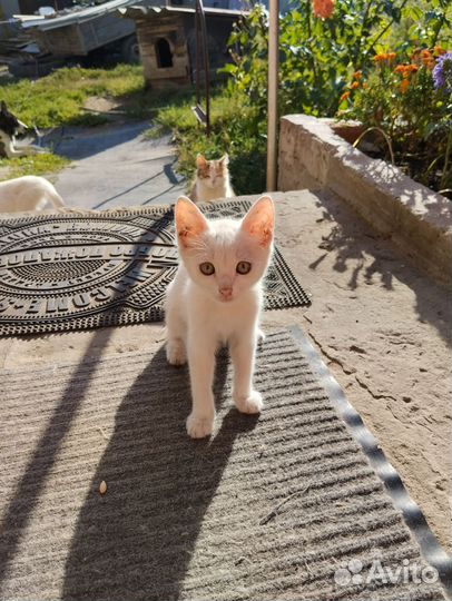 Котята в добрые руки бесплатно
