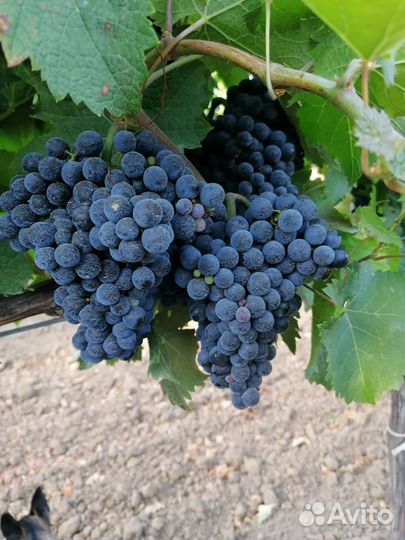 Виноград винный