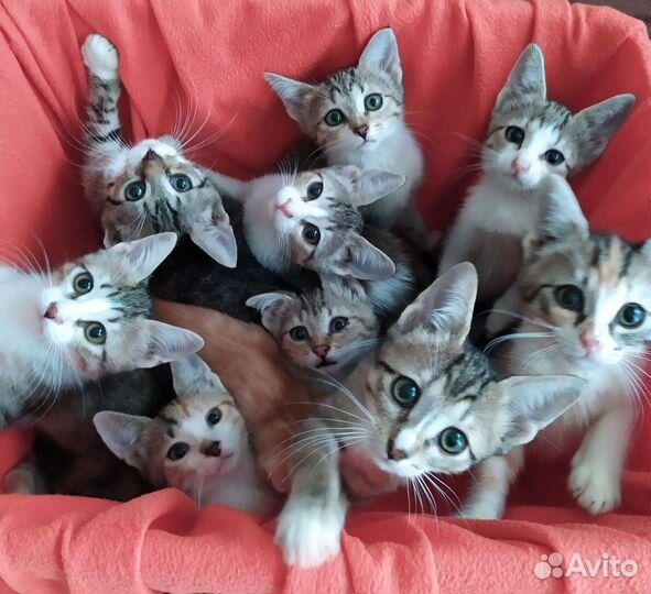 Котята в добрые руки