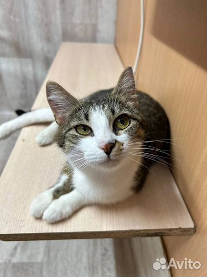 Кошка в добрые руки