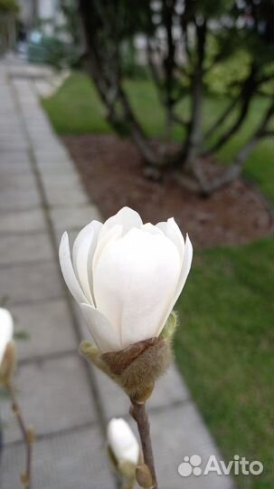 Магнолия