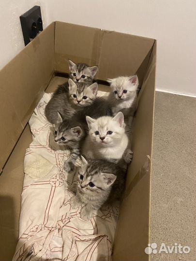 Шотландские котята