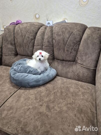 Мини мальтипу