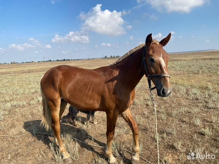 Продам лошадь
