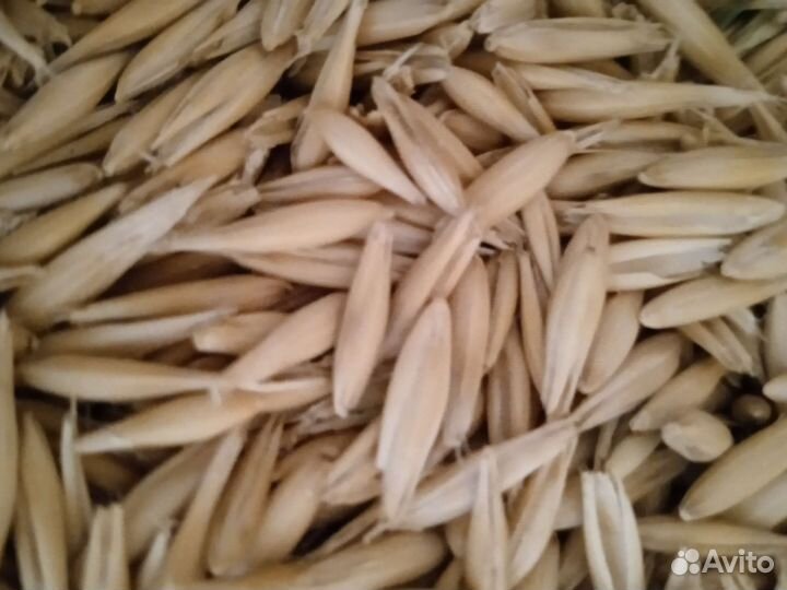 Ячмень,пшеница,семечка,кукуруза на развес