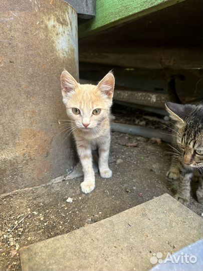 Кошки в добрые руки