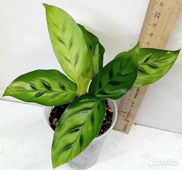 Комнатные растения цветы