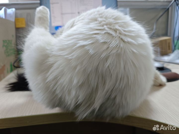 Усыновление кошки