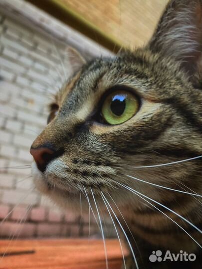 Домашняя кошка