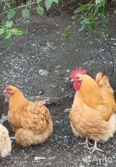 Инкубационное яйцо