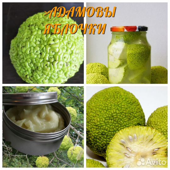 Мазь маклюры