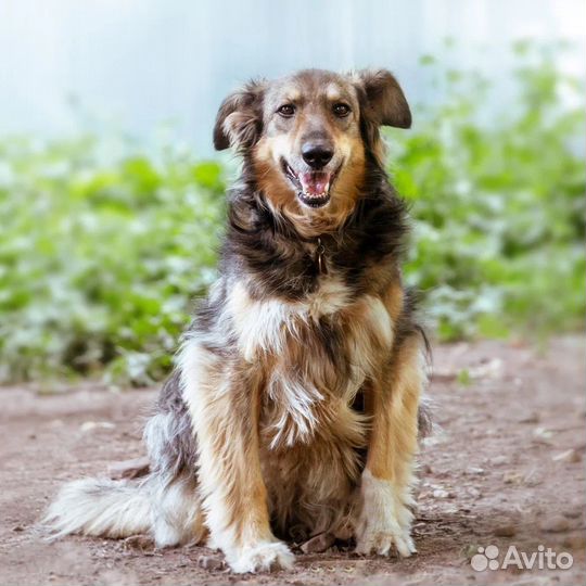 Бесплатно длинношёрстная собака в добрые руки