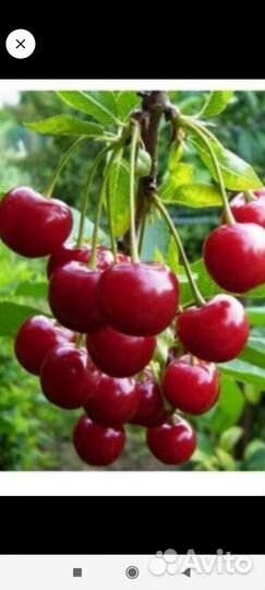 Вишня 10 л ведро