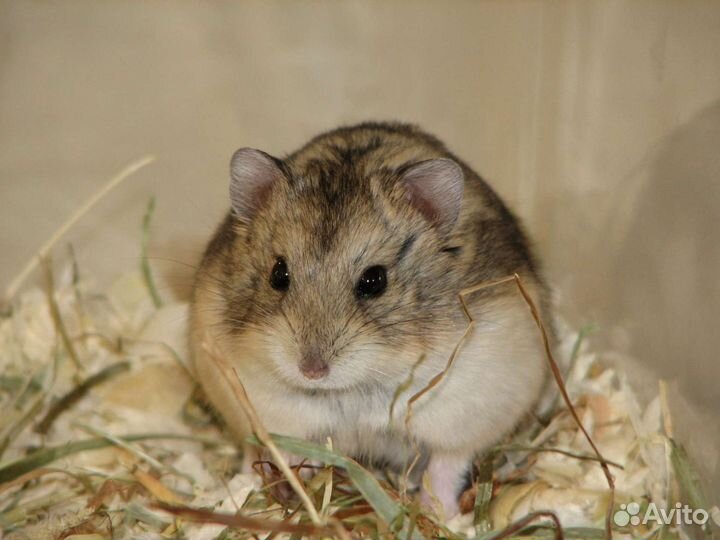 Сирийские хомяки только в хорошие руки и условия