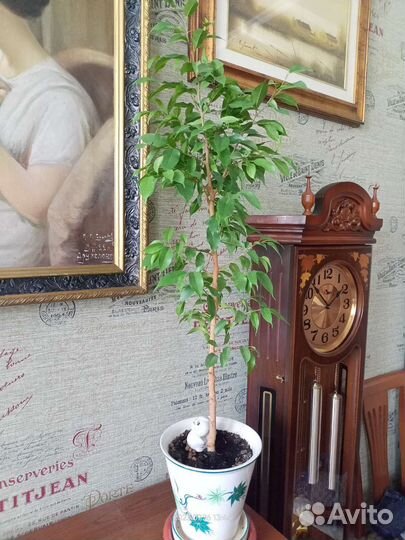 Педилантус