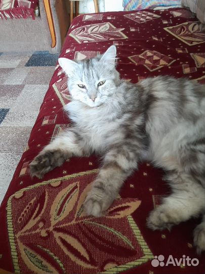 Кошечка в добрые руки