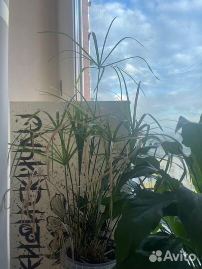 Комнатные растения цветы