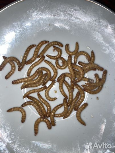 Мучной червь.Кормовой