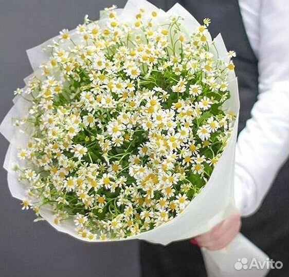 Цветы ромашки