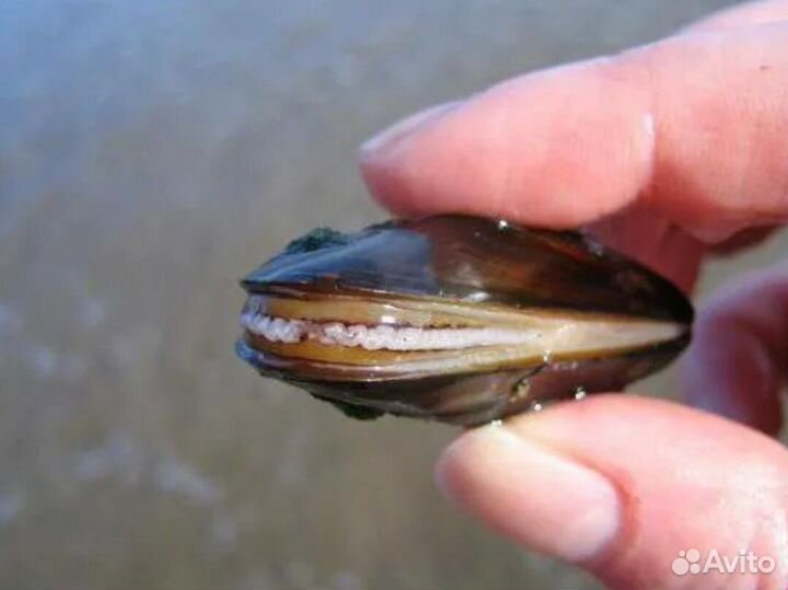 Перловицы в пруд, для пруда