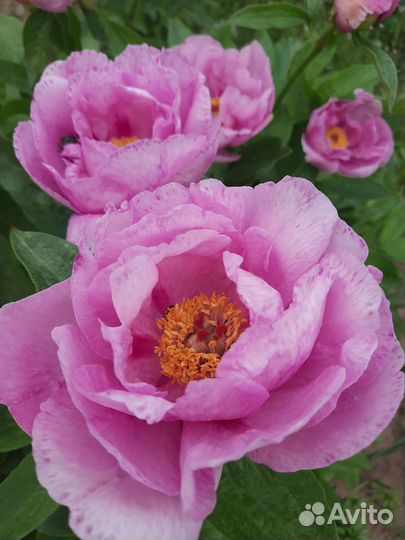 Пионы сортовые