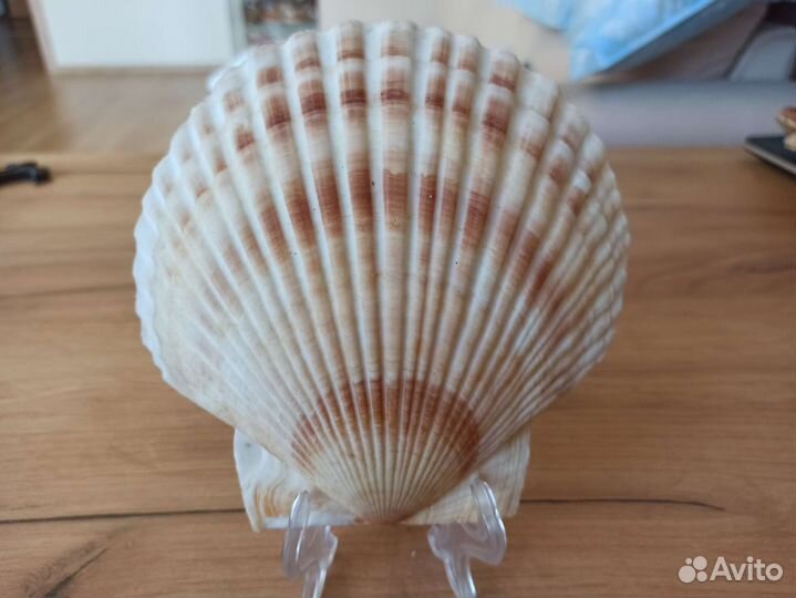 Морская раковина