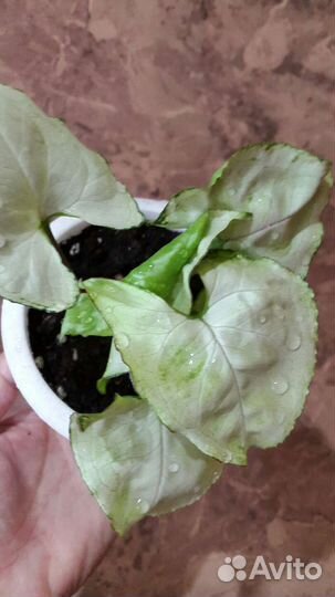 Комнатные растения цветы