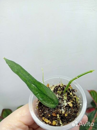 Хойя, укорененные черенки 3