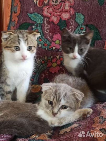 Котята в добрые руки