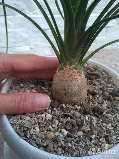 Бокарнея или Нолина