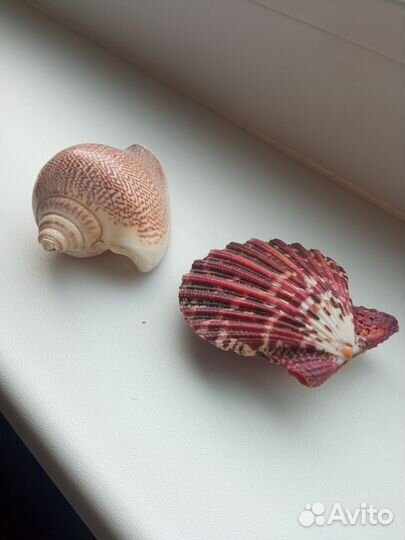 Морские ракушки раковины