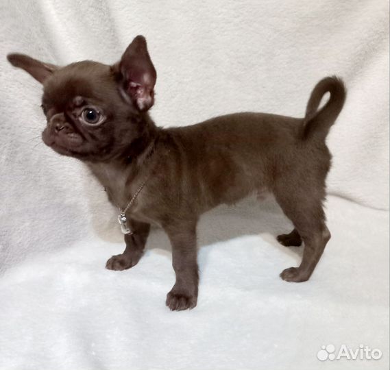 Щенки чихуахуа