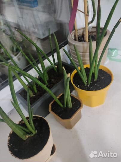 Сансевиерия