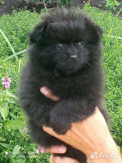 Малыши шпица