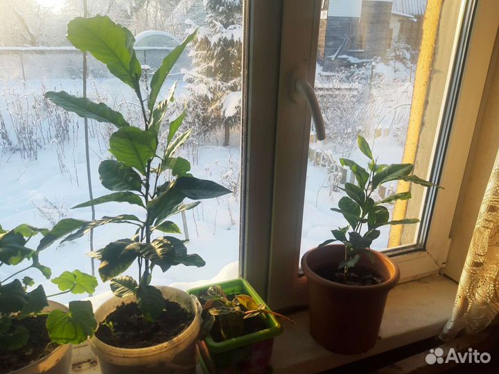 Лимонное дерево