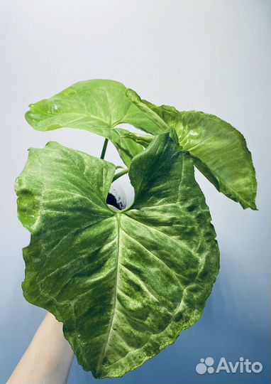 Сингониумы разные