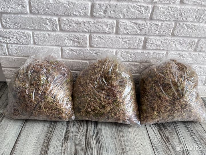 Живой мох сфагнум