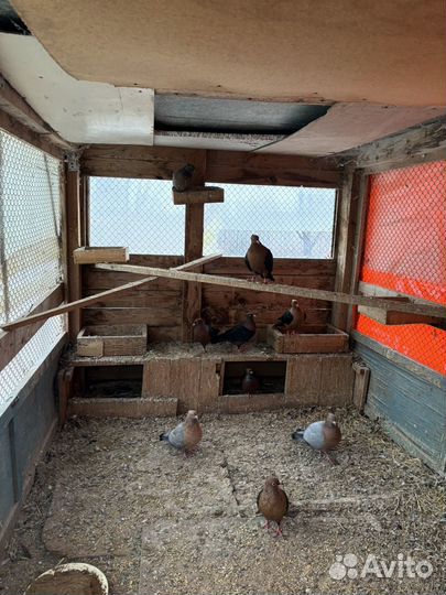 Продажа голубей